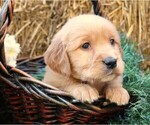 Puppy Frosty Golden Irish