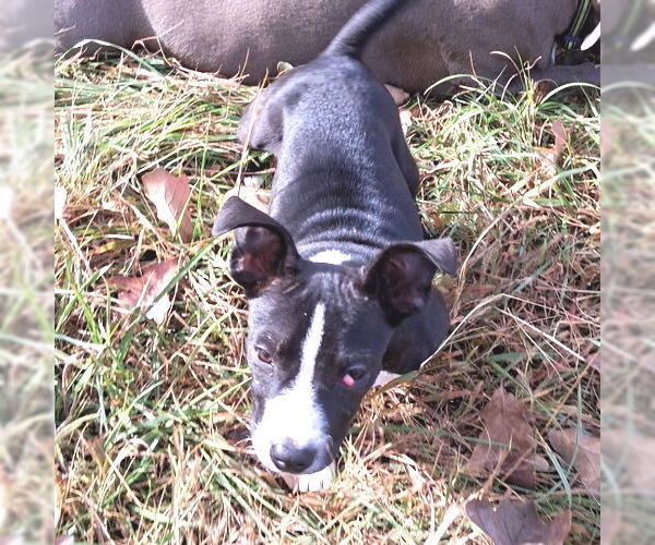 Medium Photo #1 Mountain Cur-Plott Hound Mix Puppy For Sale in Rutherfordton, NC, USA