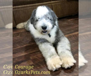 Father of the Sheepadoodle puppies born on 01/04/2022