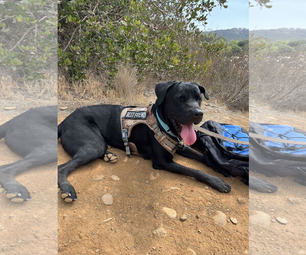 Medium Photo #2 Labrador Retriever-Unknown Mix Puppy For Sale in San Diego, CA, USA