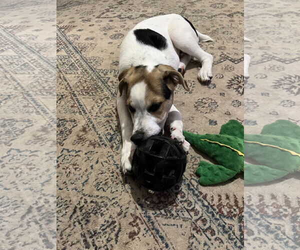 Medium Photo #6 Beagle-Unknown Mix Puppy For Sale in Columbus, IN, USA