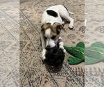 Small #5 Beagle Mix