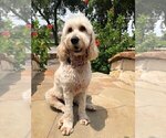 Small Photo #4 Goldendoodle Puppy For Sale in SUGAR LAND, TX, USA