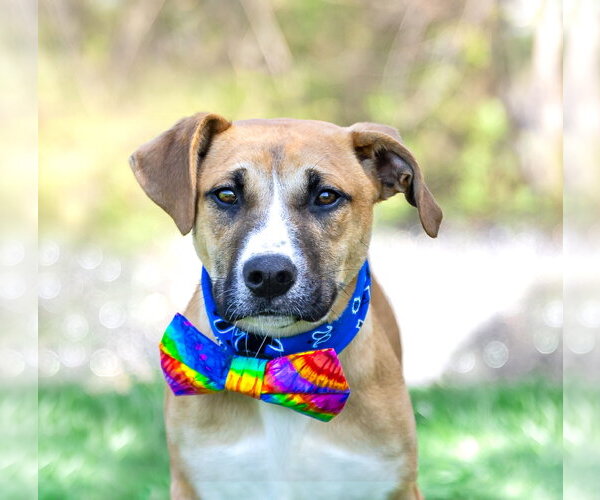 Medium Photo #9 Mutt Puppy For Sale in Unionville, PA, USA