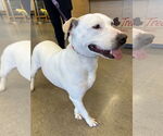 Small #4 Labrador Retriever