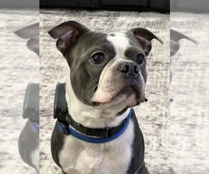 Father of the Boston Terrier puppies born on 06/10/2026