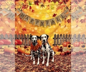 Dalmatian Puppy for sale in PHOENIX, AZ, USA