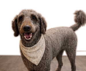 Father of the Goldendoodle mix (+ Poodle Standard) puppies born on 08/02/2026