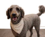 Small Photo #1 Goldendoodle mix (+ Poodle Standard) Puppy For Sale in ANDERSON, SC, USA