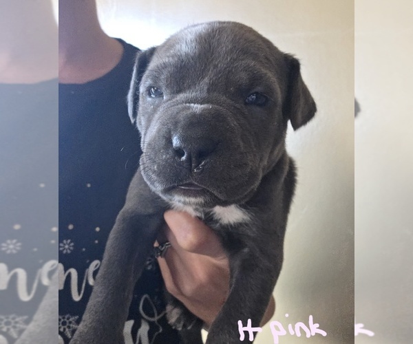 Medium Photo #1 American Bully-Cane Corso Mix Puppy For Sale in CHICORA, PA, USA