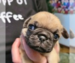 Small Photo #3 Pug Puppy For Sale in MANGHAM, LA, USA