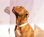 Small #3 American Staffordshire Terrier Mix