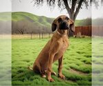 Small Photo #2 Boxer Puppy For Sale in Downey, CA, USA
