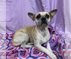 Chihuahua-Unknown Mix Dogs for adoption in Modesto, CA, USA
