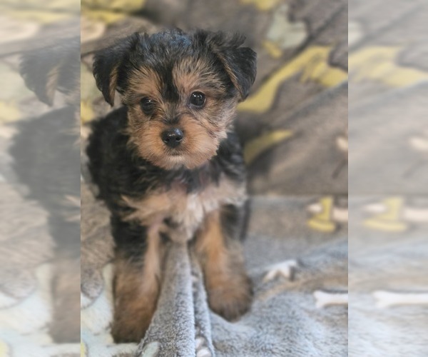 Medium Photo #24 Yorkshire Terrier Puppy For Sale in AKRON, OH, USA