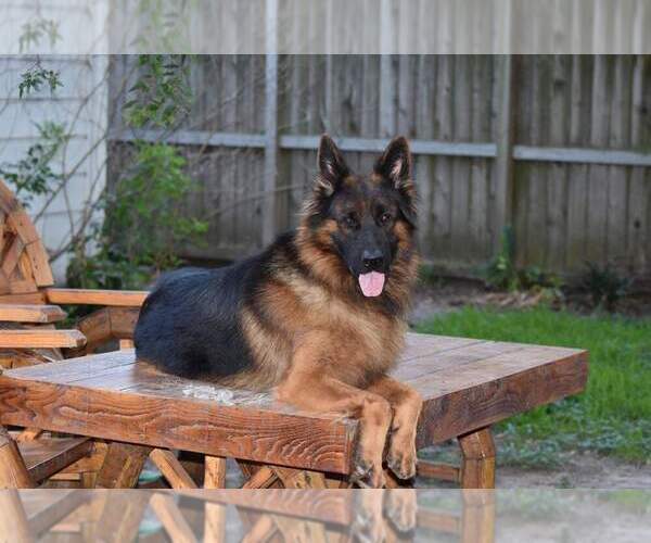 Medium Photo #1 German Shepherd Dog Puppy For Sale in CYPRESS, TX, USA