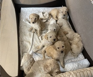 Poodle (Standard) Puppy for Sale in NASHVILLE, Tennessee USA