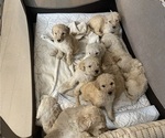 Small Photo #1 Poodle (Standard) Puppy For Sale in NASHVILLE, TN, USA