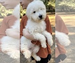 Small #3 Goldendoodle