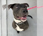 Small #5 American Pit Bull Terrier