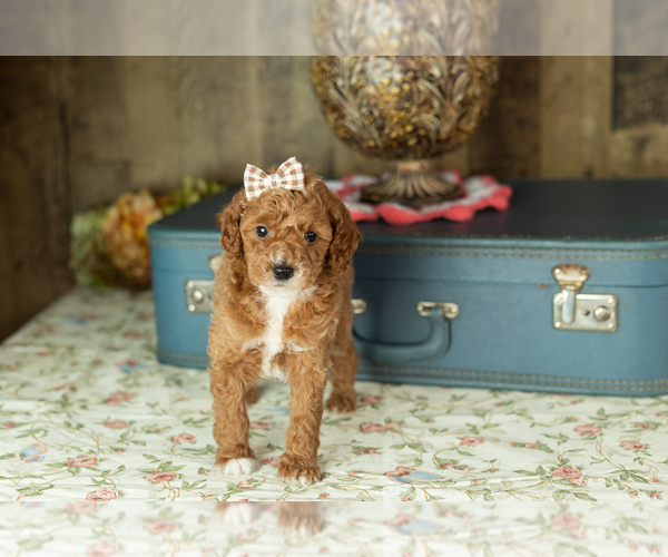 Medium Photo #4 Miniature Labradoodle Puppy For Sale in NAPPANEE, IN, USA