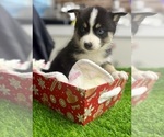 Small #9 Pomsky-Shiba Inu Mix