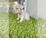 Small Photo #34 French Bulldog Puppy For Sale in MEMPHIS, TN, USA