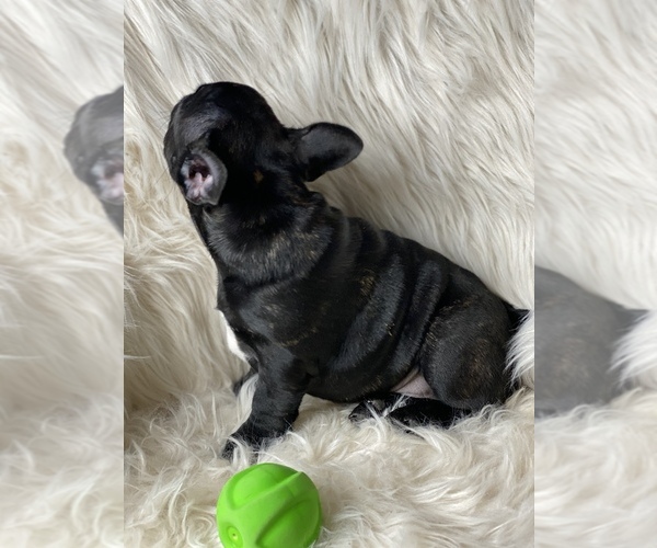 Medium Photo #3 French Bulldog Puppy For Sale in DELTA, CO, USA