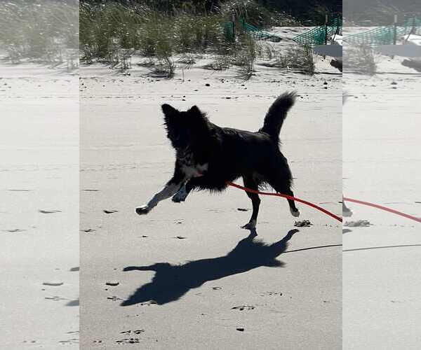 Medium Photo #29 Carolina Dog Puppy For Sale in Highland, IL, USA