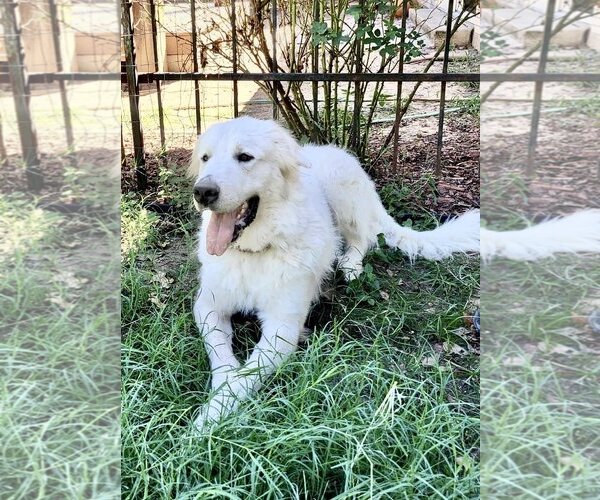 Medium Photo #14 Great Pyrenees Puppy For Sale in Spring, TX, USA