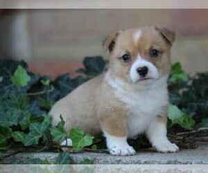 Pembroke Welsh Corgi Puppy for sale in LIBERTY, KY, USA