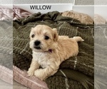 Puppy WILLOW Zuchon