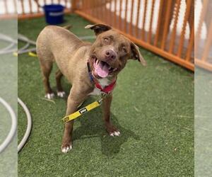Labrador Retriever-Unknown Mix Dogs for adoption in Las Vegas, NV, USA