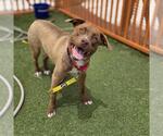Small Labrador Retriever Mix