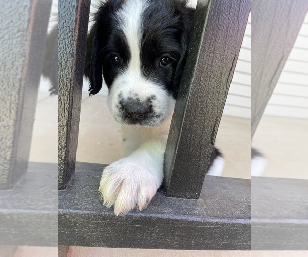 Medium Photo #3 Saint Berdoodle Puppy For Sale in ELK RIVER, MN, USA