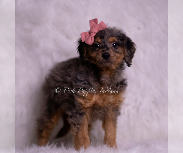 Medium Photo #52 Goldendoodle (Miniature) Puppy For Sale in WARSAW, IN, USA