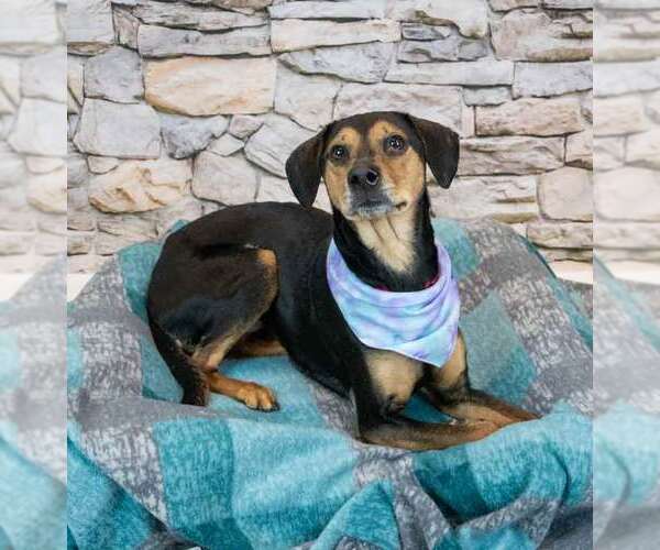 Medium Photo #6 Mutt Puppy For Sale in Kennesaw, GA, USA