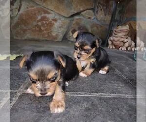 Yorkshire Terrier Puppy for sale in WOODSTOCK, GA, USA