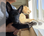 Small #13 German Shepherd Dog Mix
