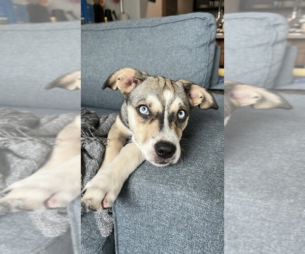 Medium Photo #20 Siberian Husky-Unknown Mix Puppy For Sale in Brooklyn, NY, USA