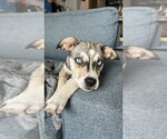 Small #19 Siberian Husky Mix