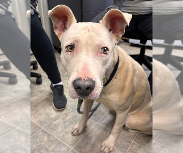 Medium Photo #14 Bull Terrier-Unknown Mix Puppy For Sale in Rustburg, VA, USA