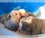 Small Photo #1 English Bulldog Puppy For Sale in KILLEEN, TX, USA