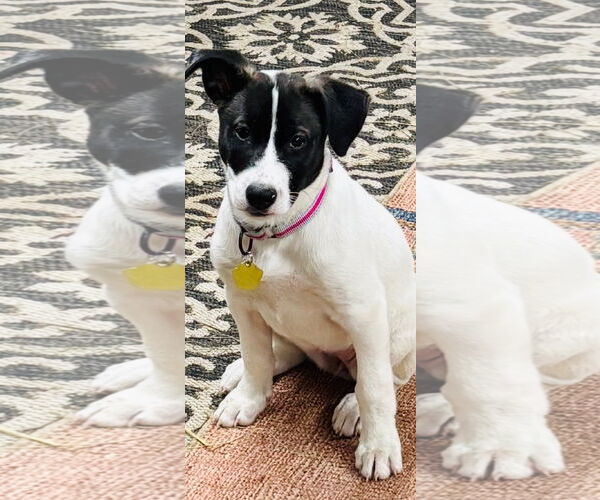 Medium Photo #3 Siberian Husky Puppy For Sale in Fort Wayne, IN, USA