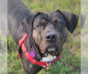 American Pit Bull Terrier-Unknown Mix Dogs for adoption in Fargo, ND, USA