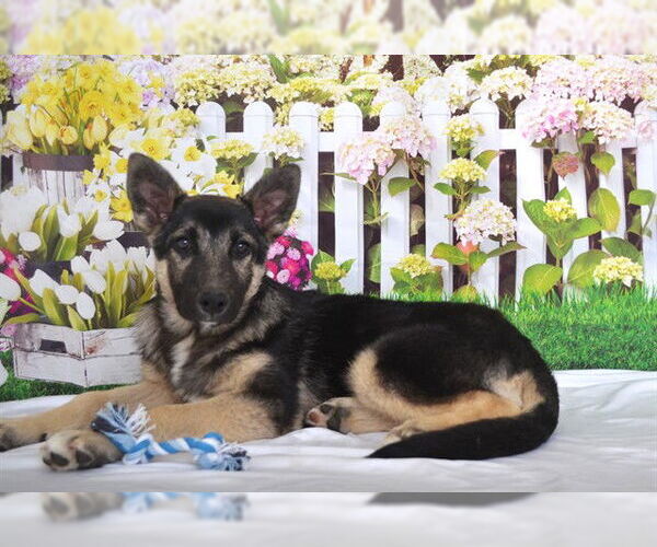 Medium Photo #1 German Shepherd Dog-Unknown Mix Puppy For Sale in Oroville, CA, USA