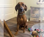 Small #13 Mountain Cur Mix