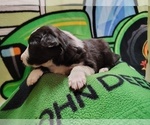 Small Photo #160 Border Collie Puppy For Sale in NORBORNE, MO, USA