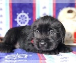 Small Photo #1 Cane Corso-Labradoodle Mix Puppy For Sale in CLAY, PA, USA