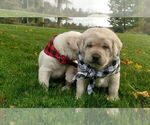 Small Photo #3 Labrador Retriever Puppy For Sale in DANBY, VT, USA